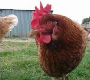 Battery cages and sow stalls have been banned in the ACT.
